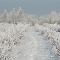 marjakasvien taimitarha